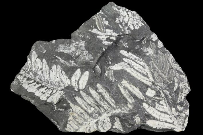 Wide Fossil Seed Fern Plate - Pennsylvania #79680